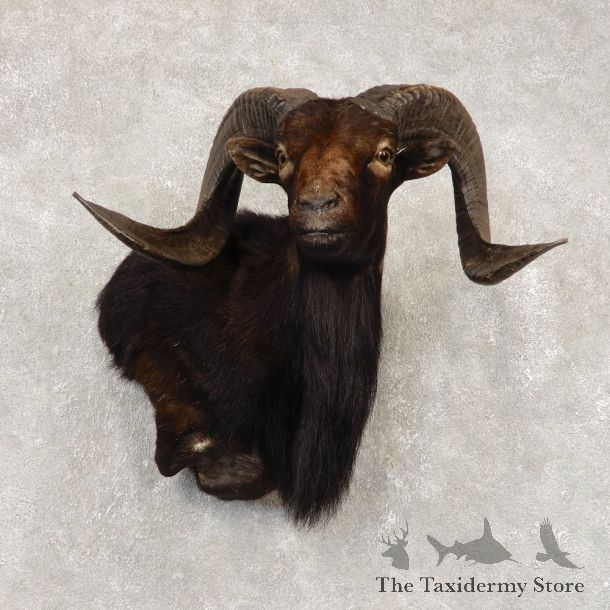 Corsican Ram Wall Pedestal Mount For Sale #21440 @ The Taxidermy Store