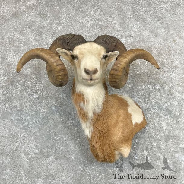Corsican Ram Wall Pedestal Mount For Sale #27341 @ The Taxidermy Store