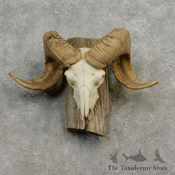 Corsican Ram Skull European Mount For Sale #17184 @ The Taxidermy Store