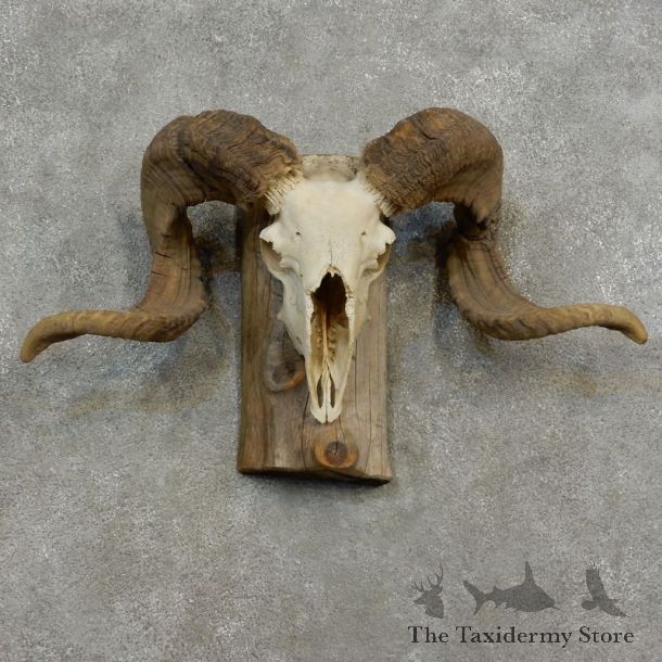 Corsican Ram Skull European Mount For Sale #17185 @ The Taxidermy Store