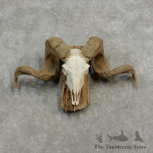 Corsican Ram Skull European Mount For Sale #17186 @ The Taxidermy Store