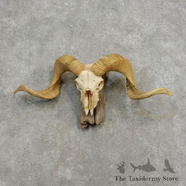 Corsican Ram Skull European Mount For Sale #17187 @ The Taxidermy Store