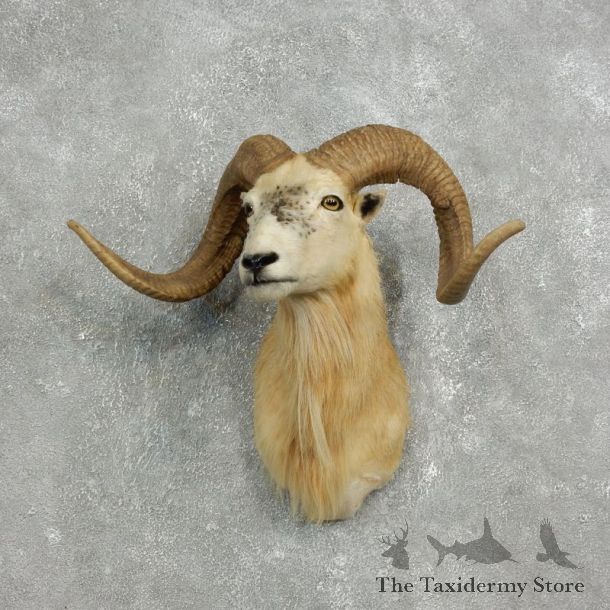 Corsican Ram Shoulder Mount For Sale #17628 @ The Taxidermy Store