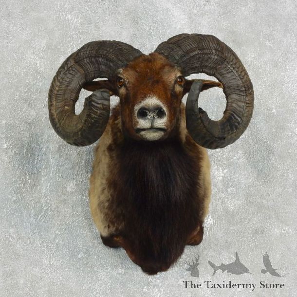 Corsican Ram Shoulder Mount For Sale #17645 @ The Taxidermy Store