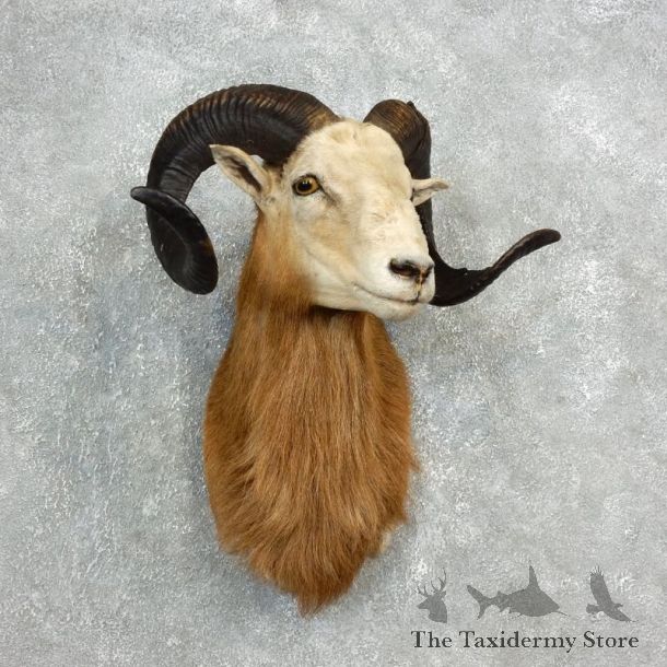 Corsican Ram Shoulder Mount For Sale #17810 @ The Taxidermy Store