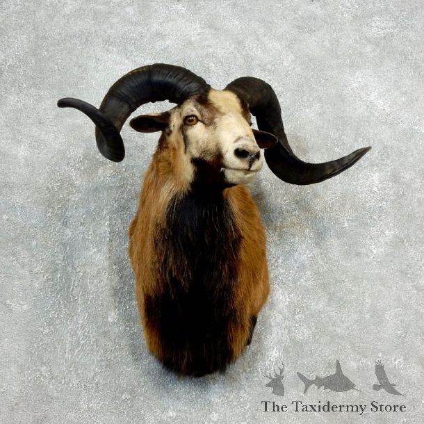 Corsican Ram Shoulder Mount For Sale #17817 @ The Taxidermy Store