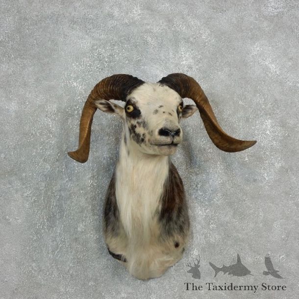 Corsican Ram Shoulder Mount For Sale #17819 @ The Taxidermy Store