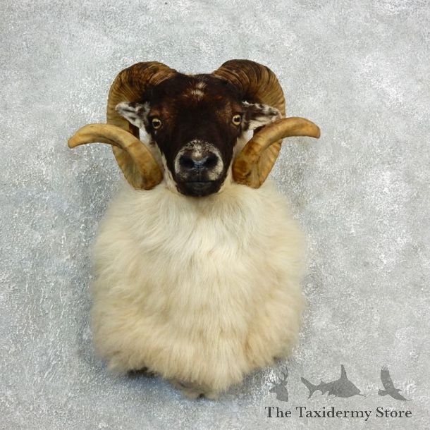 Corsican Ram Shoulder Mount For Sale #17820 @ The Taxidermy Store