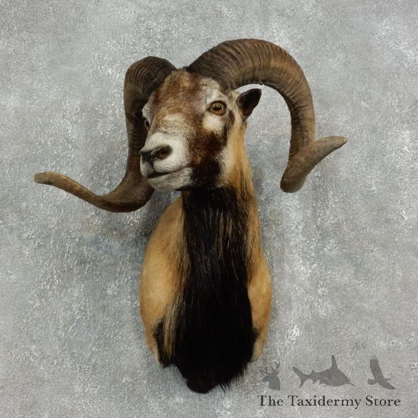Corsican Ram Shoulder Mount For Sale #18856 @ The Taxidermy Store