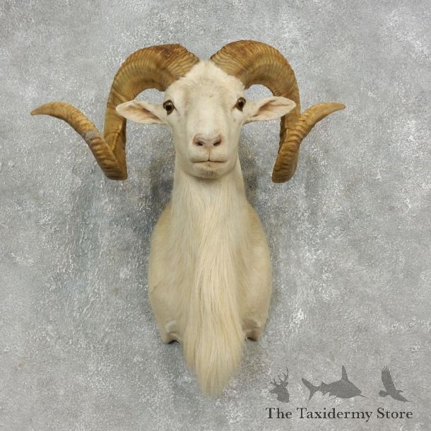 Corsican Ram Shoulder Mount For Sale #17904 @ The Taxidermy Store