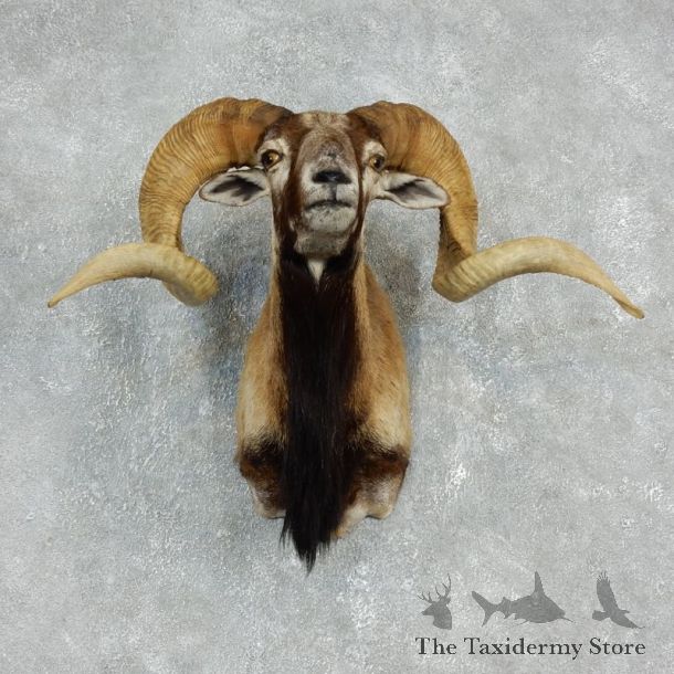Corsican Ram Shoulder Mount For Sale #17908 @ The Taxidermy Store
