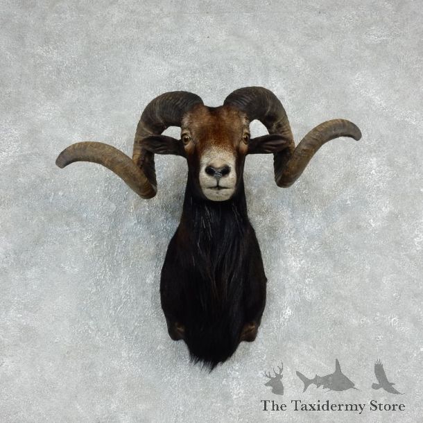 Corsican Ram Shoulder Mount For Sale #17909 @ The Taxidermy Store