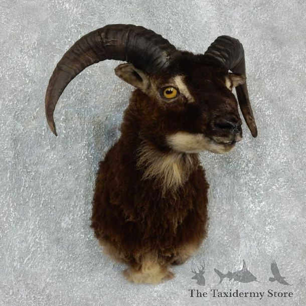 Corsican Ram Shoulder Mount For Sale #17911 @ The Taxidermy Store