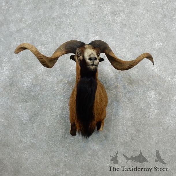 Corsican Ram Shoulder Mount For Sale #18076 @ The Taxidermy Store