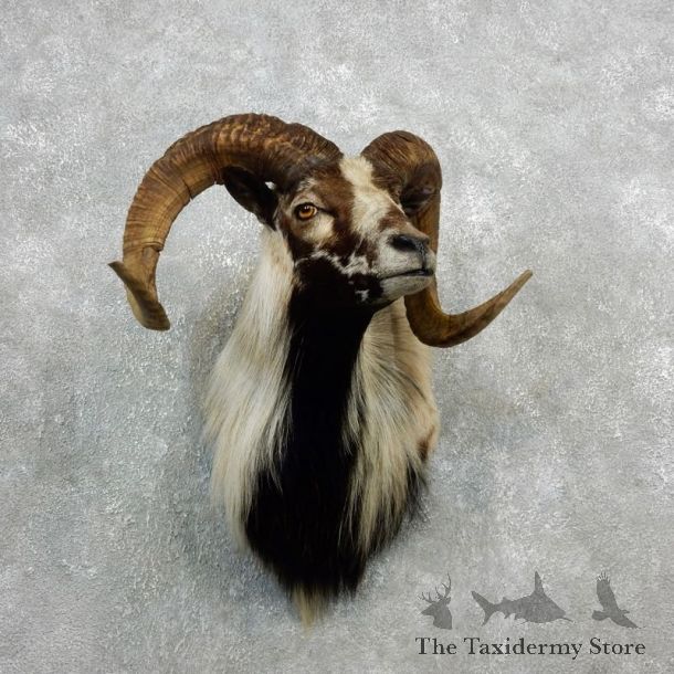 Corsican Ram Shoulder Mount For Sale #18096 @ The Taxidermy Store