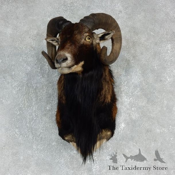 Corsican Ram Shoulder Mount For Sale #17907 @ The Taxidermy Store