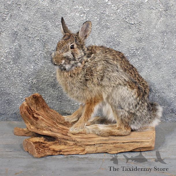 Cottontail Rabbit Mount #11695 For Sale @ The Taxidermy Store