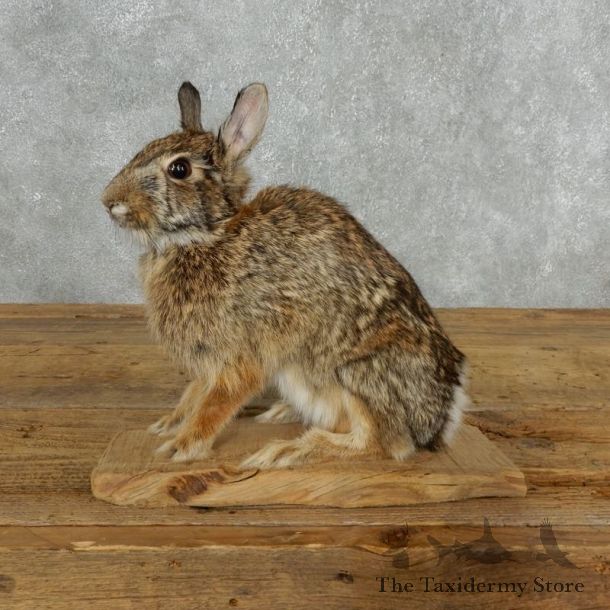 Cottontail Rabbit Mount #18184 For Sale @ The Taxidermy Store