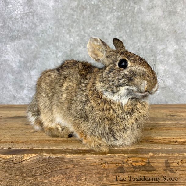 Cottontail Rabbit Taxidermy Mount For Sale #23229 @ The Taxidermy Store