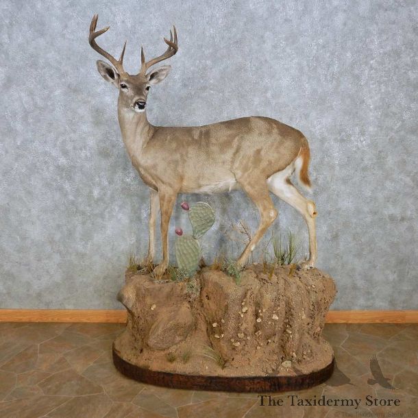 Coues Deer Life-Size Mount For Sale #15119 @ The Taxidermy Store