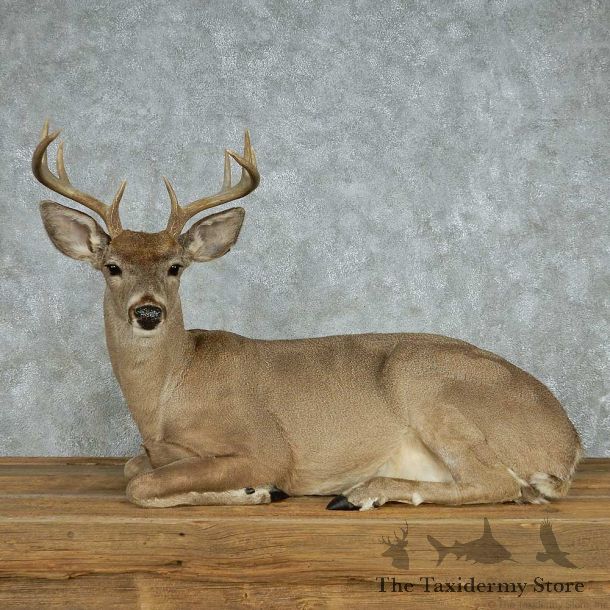 Coues Deer Life Size Mount #13529 For Sale @ The Taxidermy Store