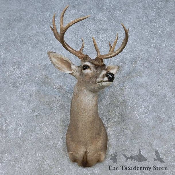 Coues Deer Shoulder Mount For Sale #15052 @ The Taxidermy Store