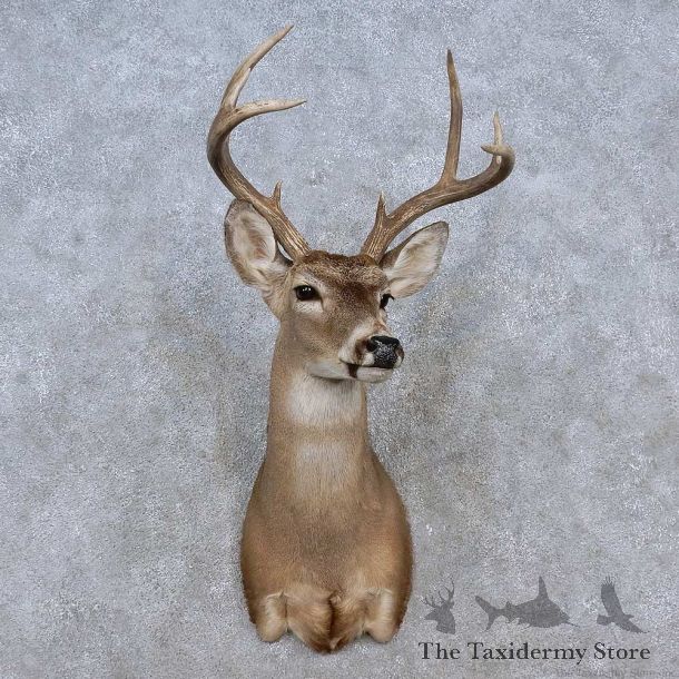 Coues Deer Shoulder Mount For Sale #15201 @ The Taxidermy Store