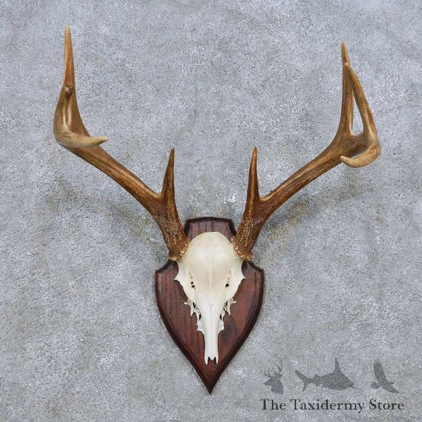 Coues Deer Antler Plaque Mount For Sale #14502 @ The Taxidermy Store