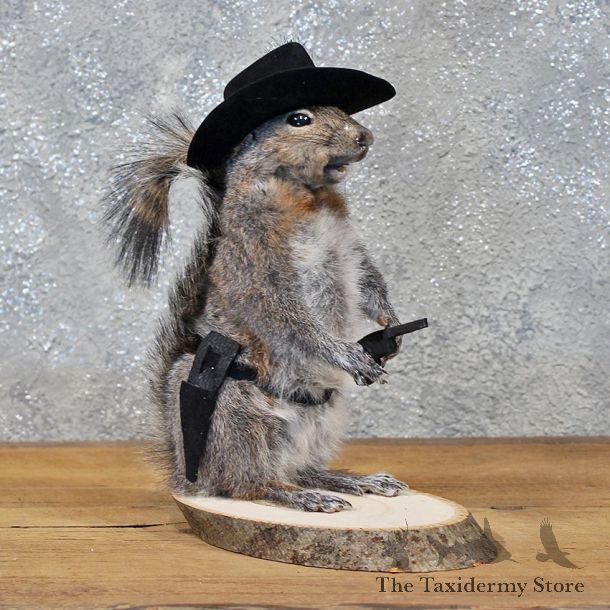 Novelty Cowboy Grey Squirrel #11911 For Sale @ The Taxidermy Store