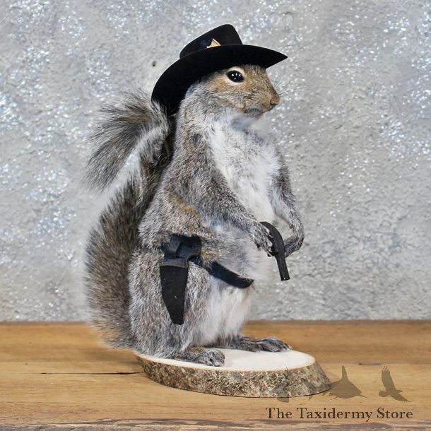 Novelty Cowboy Grey Squirrel #11912 For Sale @ The Taxidermy Store