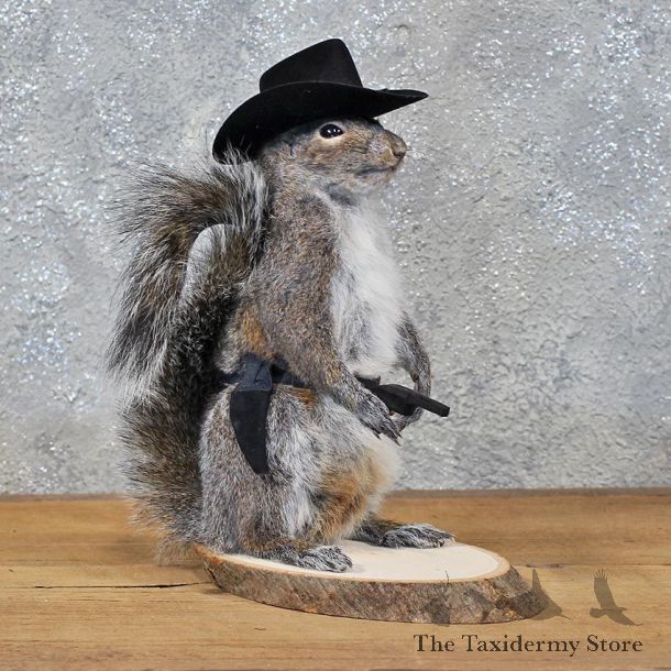 Novelty Cowboy Grey Squirrel #11913 For Sale @ The Taxidermy Store