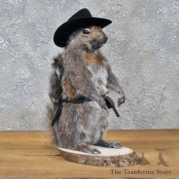 Novelty Cowboy Grey Squirrel #11916 For Sale @ The Taxidermy Store