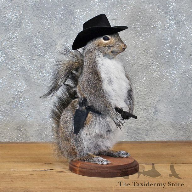 Novelty Cowboy Grey Squirrel #11917 For Sale @ The Taxidermy Store