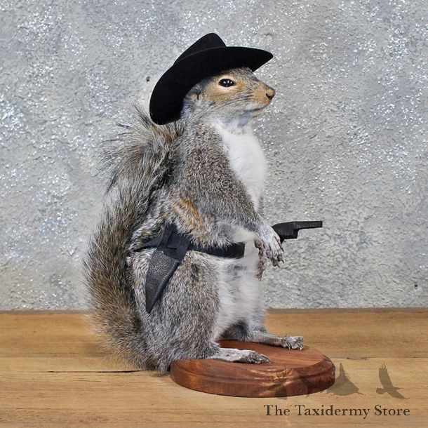 Novelty Cowboy Grey Squirrel #11919 For Sale @ The Taxidermy Store
