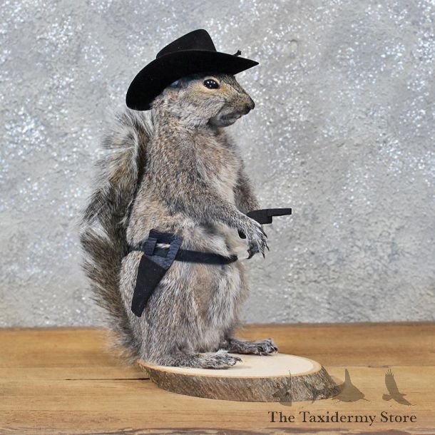 Novelty Cowboy Grey Squirrel #11920 For Sale @ The Taxidermy Store
