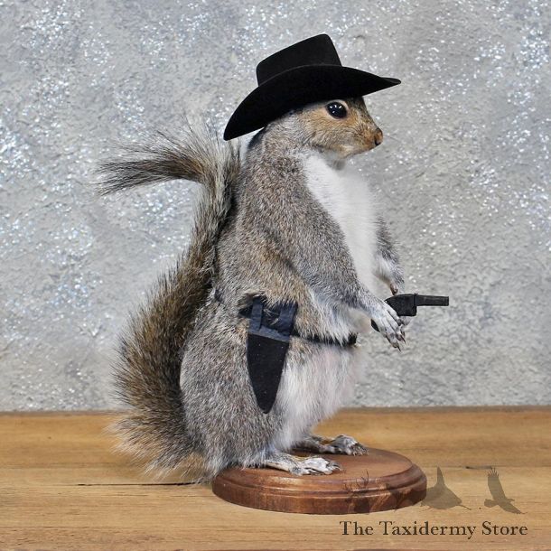 Novelty Cowboy Grey Squirrel #11924 For Sale @ The Taxidermy Store