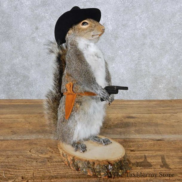Cowboy Grey Squirrel Mount For Sale #14875 @ The Taxidermy Store