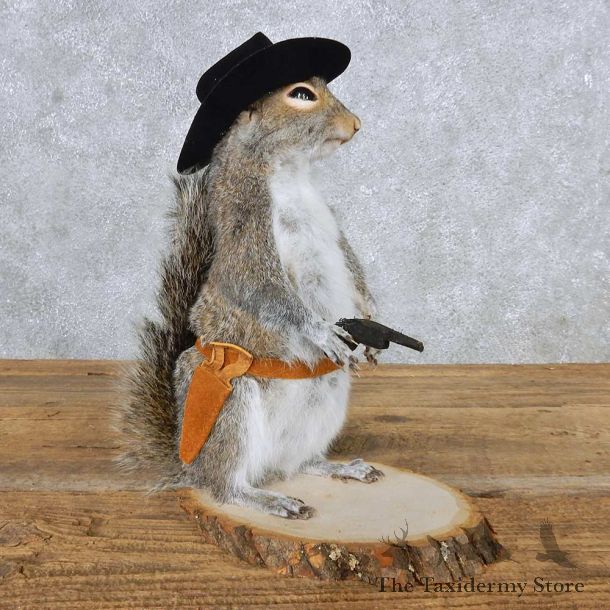 Cowboy Grey Squirrel Mount For Sale #14876 @ The Taxidermy Store