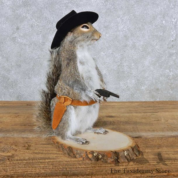 Cowboy Grey Squirrel Mount For Sale #14878 @ The Taxidermy Store