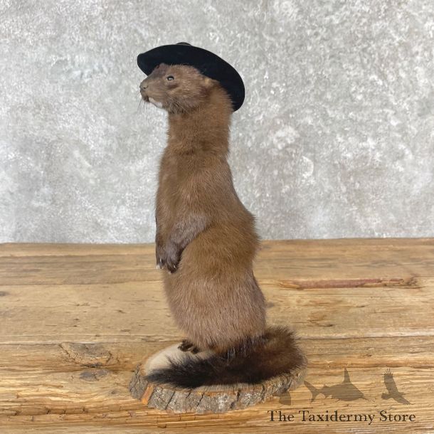 Cowboy Mink Novelty Mount For Sale #27124 @ The Taxidermy Store