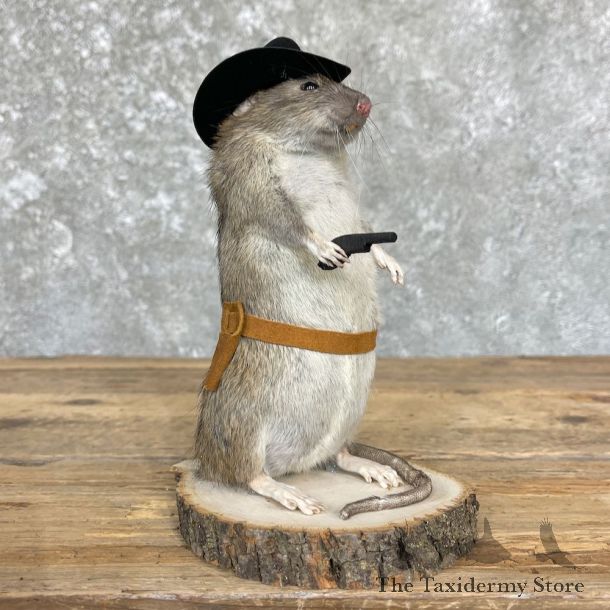 Cowboy Rat Novelty Mount For Sale #26368 @ The Taxidermy Store