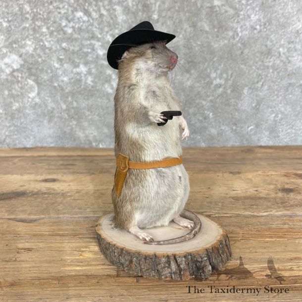 Cowboy Rat Novelty Mount For Sale #26373 @ The Taxidermy Store