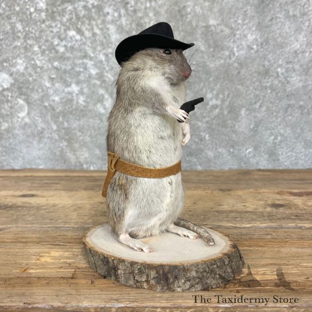 Cowboy Rat Novelty Mount For Sale #26375 @ The Taxidermy Store