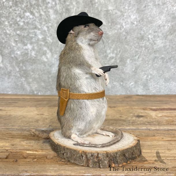 Cowboy Rat Novelty Mount For Sale #26419 @ The Taxidermy Store