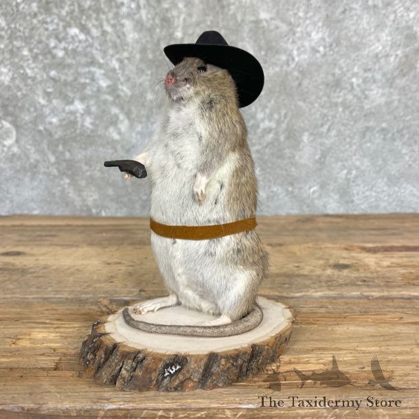 Cowboy Rat Novelty Mount For Sale #26631 @ The Taxidermy Store