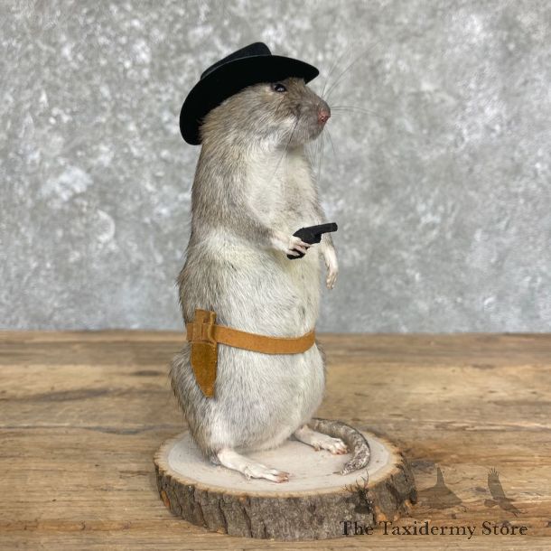 Cowboy Rat Novelty Mount For Sale #26632 @ The Taxidermy Store