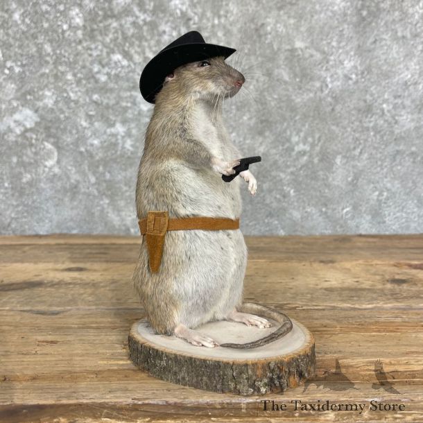 Cowboy Rat Novelty Mount For Sale #26639 @ The Taxidermy Store
