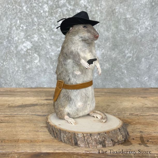 Cowboy Rat Novelty Mount For Sale #26641 @ The Taxidermy Store