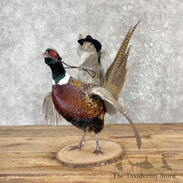 Cowboy Squirrel & Ringneck Pheasant Novelty Mount For Sale #27123 @ The Taxidermy Store