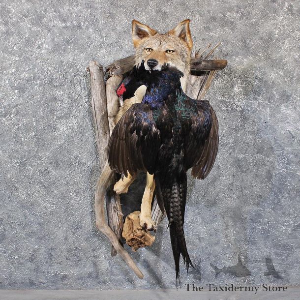 Coyote Mount w/ Pheasant #11773 For Sale @ The Taxidermy Store